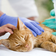 Scottish BVA manifesto highlights vet education