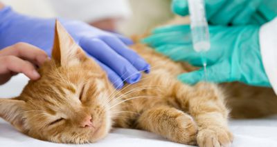 Scottish BVA manifesto highlights vet education