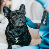 Research explores pterygoid bone links to BOAS surgery