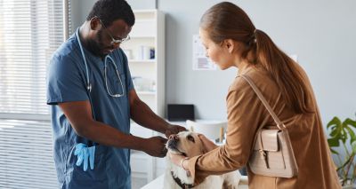 Public trusts vets over AI for pet care advice
