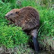 NatureScot seeking new beaver release sites