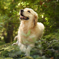 New resource tackles 'carbon pawprints'