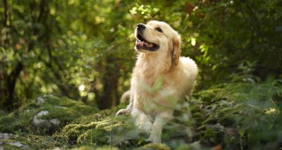 New resource tackles 'carbon pawprints'