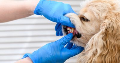 Webinar to explore AMR in vet dentistry