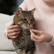 VMD to review Veterinary Medicines Regulations
