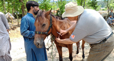Urgent appeal for animal aid after Pakistan flood