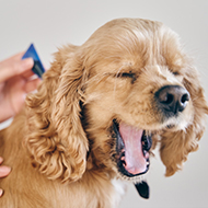 VMD launches flea and tick treatment survey
