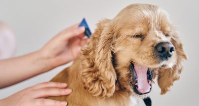 VMD launches flea and tick treatment survey