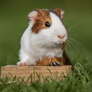 Free resource packs to support guinea pig welfare