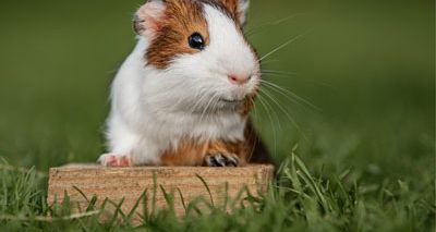 Free resource packs to support guinea pig welfare