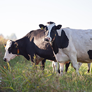 Cattle TB vaccine field trials begin next phase