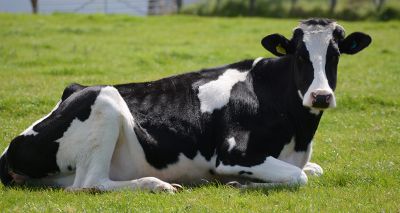 Bluetongue reaches Wales for first time in 2025