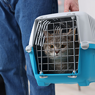 Cats Protection criticises 'disturbing' TfL video