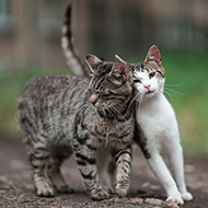 Free event for the global unowned cat community