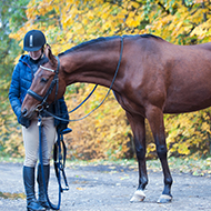BEVA adds new Seller's Declaration to vet toolkit