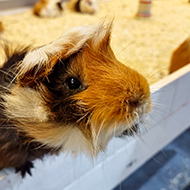 Experts call for action to reduce guinea pig stress