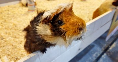 Experts call for action to reduce guinea pig stress