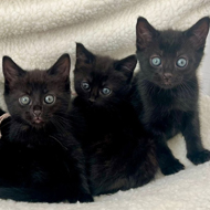 RSPCA highlights plight of black cats 