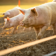 Pigs developed with classical swine fever resistance