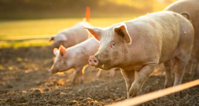 Pigs developed with classical swine fever resistance