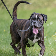RVC identifies dogs at most risk of tail injury