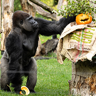 London Zoo's gorillas get Halloween pumpkin treat