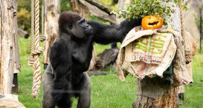 London Zoo's gorillas get Halloween pumpkin treat