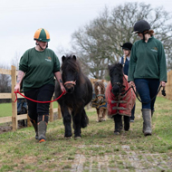 Urgent winter campaign launched for vulnerable horses