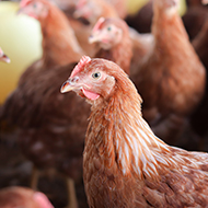 More avian influenza cases recorded across Great Britain