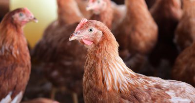 More avian influenza cases recorded across Great Britain