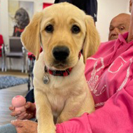 Medical Detection Dogs issues call for puppy socialisers
