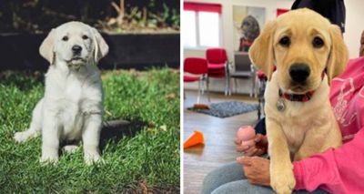 Medical Detection Dogs issues call for puppy socialisers