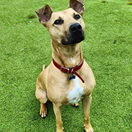Big dogs face longer adoption wait, RSPCA says