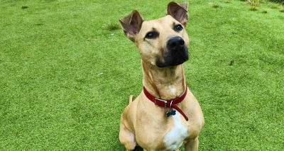 Big dogs face longer adoption wait, RSPCA says