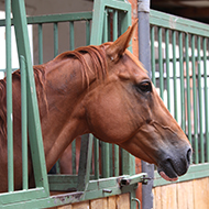 Calls for wider vaccination as equine strangles cases rise