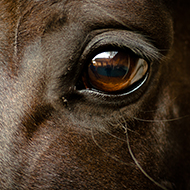 Experts to explore the world 'Through the horse's eyes'