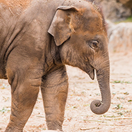 EEHV vaccine for Asian elephants has trial breakthrough