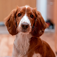 BSAVA PetSavers awards Clinical Research Project grants