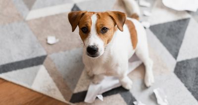 RVC survey to explore 'Living with Dogs'