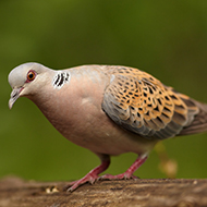 Farmland birds declining in England, RSPB reveals