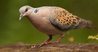 Farmland birds declining in England, RSPB reveals