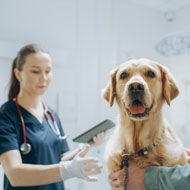 RUMA launches 2025 Animal Medicines Amnesty