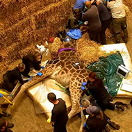 Vets collaborate for giraffe's dental examination