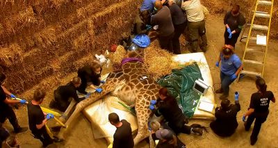 Vets collaborate for giraffe's dental examination