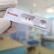 BVA welcomes mandatory B. canis testing