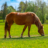 Study reveals seasonal patterns of equine tapeworms
