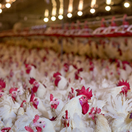 Mandatory housing introduced amid bird flu rise