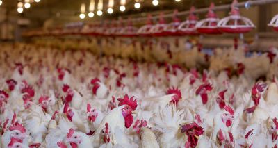 Mandatory housing introduced amid bird flu rise