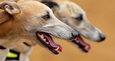 Greyhound Board announces change to vaccination guidance