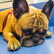 Study reveals rise in surgeries for French bulldogs